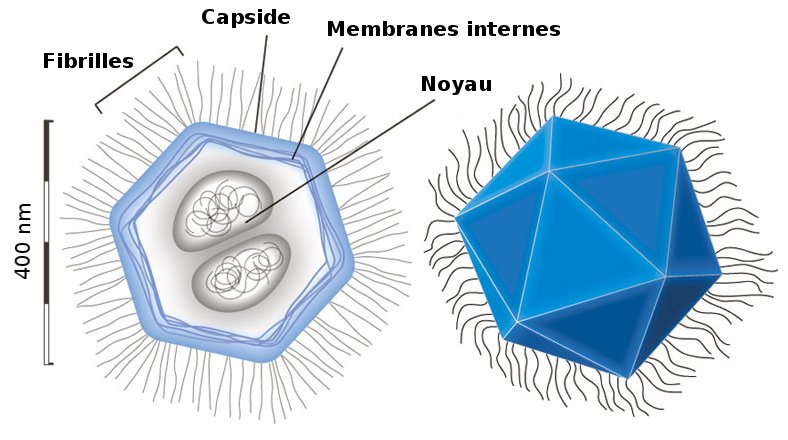 Mimivirus